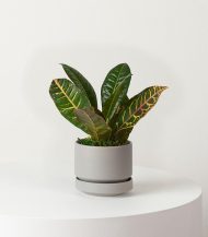 Golden Petra – Image 3