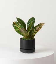 Organic Potting Mix – Image 5