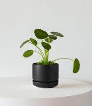 Pilea Peperomioides – Image 4