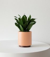 Dracaena Compacta – Image 2