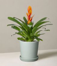 Bromeliad Vriesea – Image 2