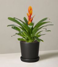 Bromeliad Vriesea – Image 3