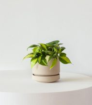 Organic Potting Mix – Image 3