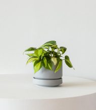 Cactus & Succulent Potting Mix – Image 3