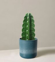 Cuddly Cactus – Image 2