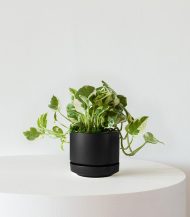 N’joy Pothos – Image 4