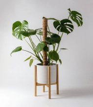 Golden Petra – Image 5