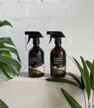 Bromeliad Vriesea – Image 4