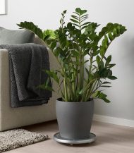 Bromeliad Vriesea – Image 5