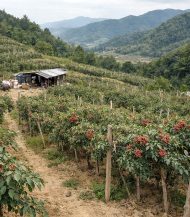 Culture du poivre dans la région de Sichuan en Chine