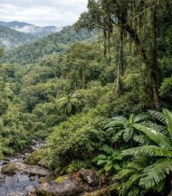 Foret Malgache où se trouve le poivre sauvage