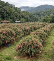 Récolte des baies roses à Madagascar