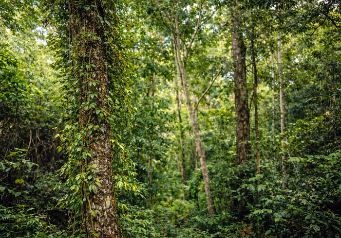 Forêt Malgache où est récolté le poivre sauvage Voatsiperifery
