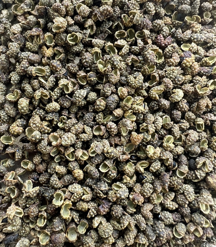 Poivre de Sichuan Vert en gros plan